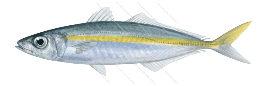 Temperate Scad,Decapterus muroadsi,Roger Swainston,Animafish