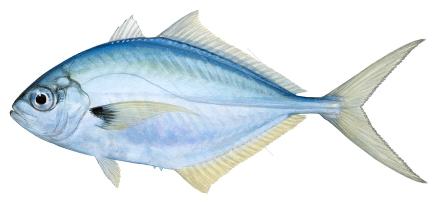 Yellowfin Trevally,Hemicaranx leucurus,Roger Swainston,Animafish