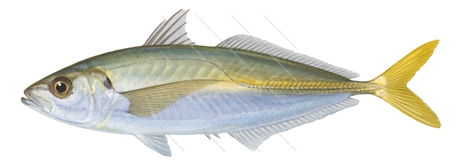 Yellowtail-1,Trachurus novaezelandiae,Roger Swainston,Animafish