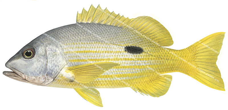 Blackspot Snapper,Lutjanus fulviflamma,ANIMA