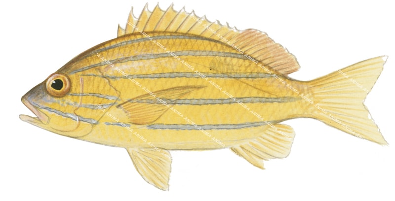 Fiveline Snapper,Lutjanus quinquelineatus,Roger Swainston,Animafish