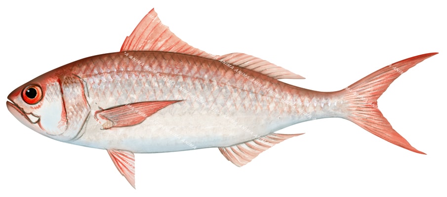 Pale Ruby Snapper,Etelis radiosus, High Res illustration