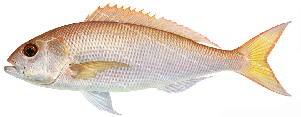 Rosy Snapper-3,Pristipomoides filamentosus,Roger Swainston,Animafish