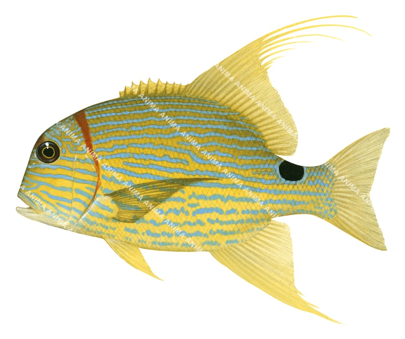 Sailfin Snapper,Symphorichthys spilurus,Roger Swainston,Animafish