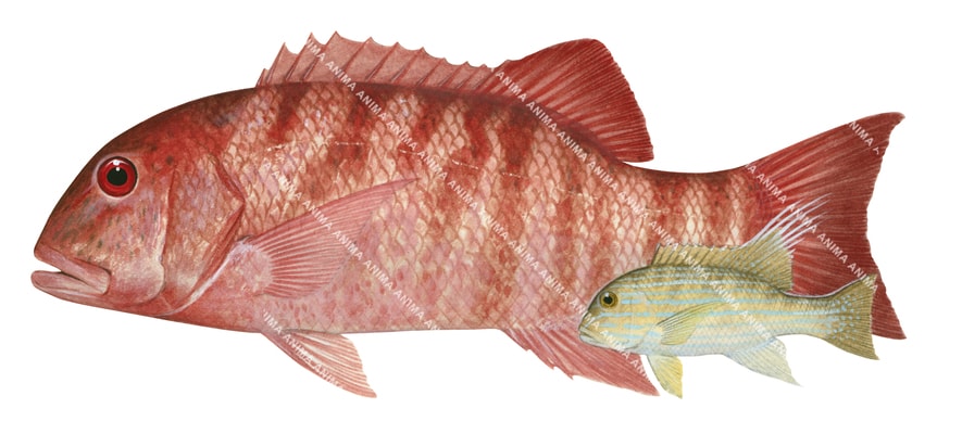 Chinamanfish-1,Symphorus nematophorus,Roger Swainston,Animafish