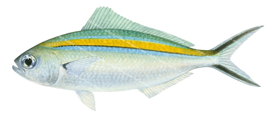 Goldband Fusilier,Caesio caerulaurea,Roger Swainston,Animafish