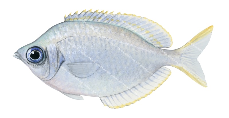 Silverbelly,Parequula melbournensis,Roger Swainston,Animafish