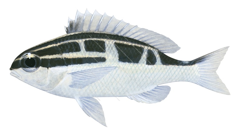 Lined Monocle Bream,Scolopsis lineata,Roger Swainston,Animafish