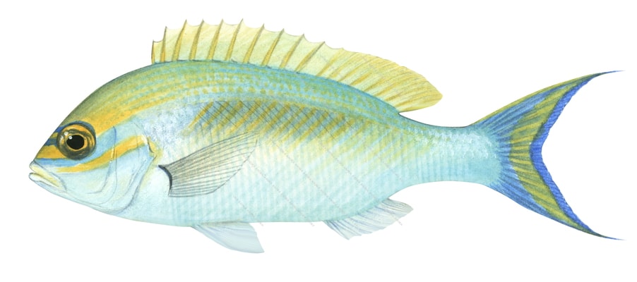 Rainbow Monocle Bream,Scolopsis monogramma,Roger Swainston,Animafish