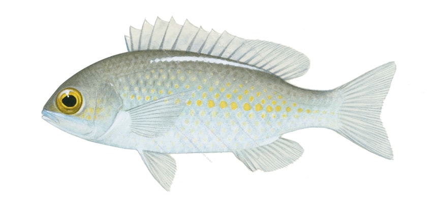 Whitestreak Monocle Bream,Scolopsis ciliatus,Roger Swainston,Animafish