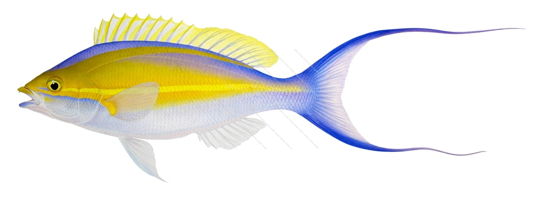 Purple Threadfin Bream,Pentapodus emeryii,Roger Swainston,Animafish