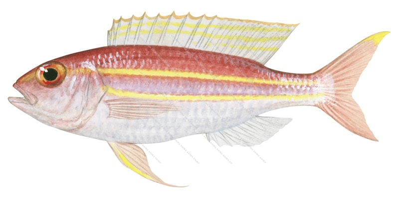 Yellowtip Threadfin Bream,Nemipterus nematopus,Roger Swainston,Animafish 