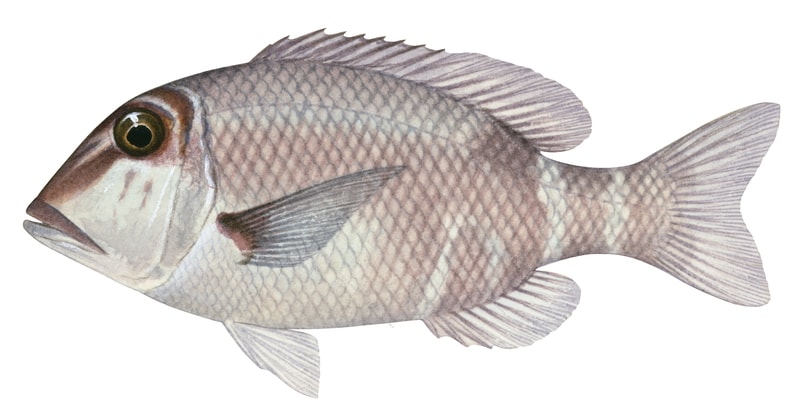 Longfin Emperor,Lethrinus erythropterus,Roger Swainston,Animafish