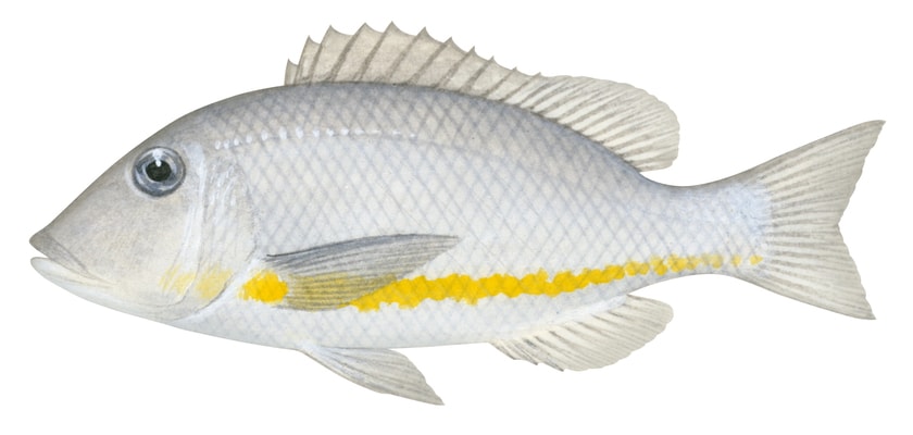 Orangestripe Emperor,Lethrinus obsoletus,Roger Swainston,Animafish