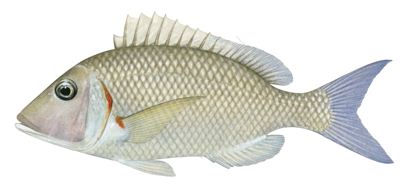 Redspot Emperor2,Lethrinus lentjan,Roger Swainston,Animafish