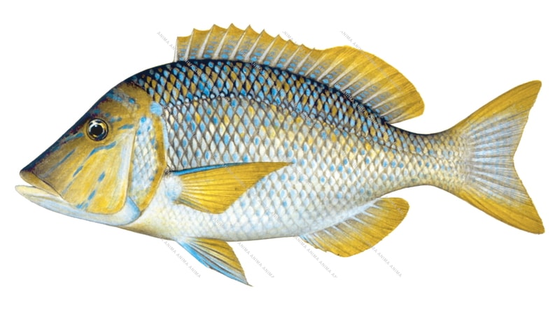 Spangled Emperor-4,Lethrinus nebulosus,Scientific position by Roger Swainston,Animafish