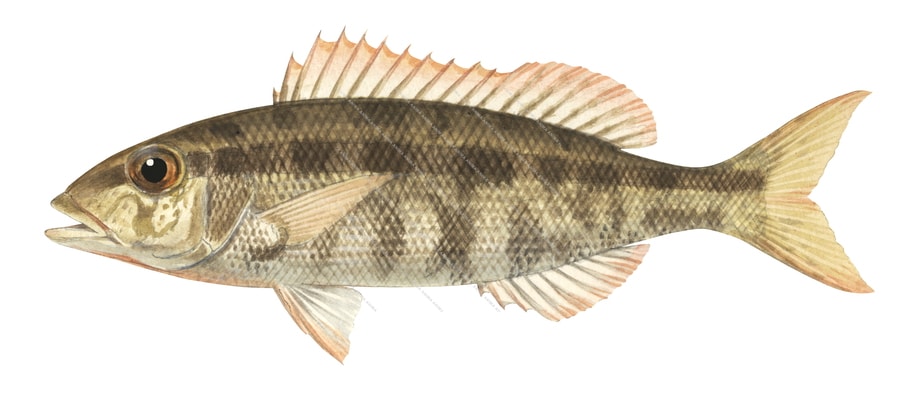 Variegated Emperor1,Lethrinus variegatus,Roger Swainston,Animafish