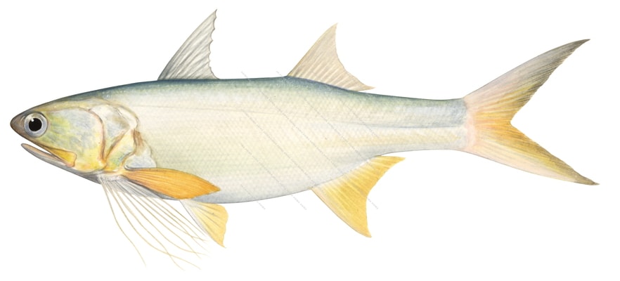 Yellow Bobo Threadfin,Polydactylus opercularis,: Scientific illustration by Roger Swainston,Animafish