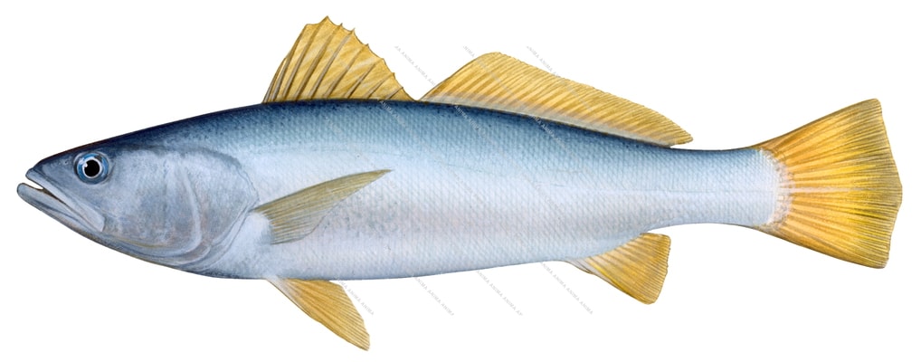 Orangemouth Corvina,Cynoscion xanthulus,Scientific illustration by Roger Swainston,Animafish