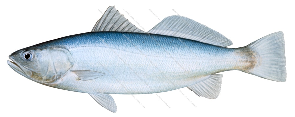 Shortfin Corvina,Cynoscion parvipinnis,Scientific fish illustration by Roger Swainston,Animafish