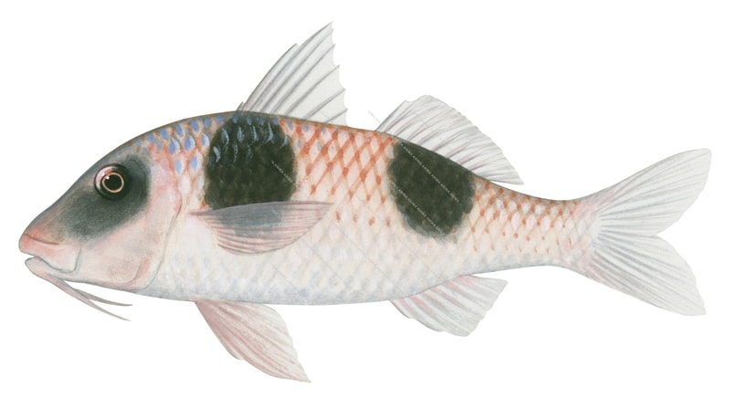 Doublebar Goatfish1,Parupeneus crassilabris,Roger Swainston,Animafish