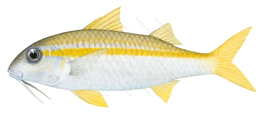 Goldstripe Goatfish,Mulloides vanicolensis,Roger Swainston,Animafish