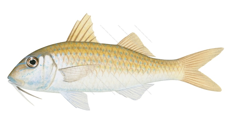 Opalescent Goatfish,Parupeneus heptacanthus,Roger Swainston,Animafish