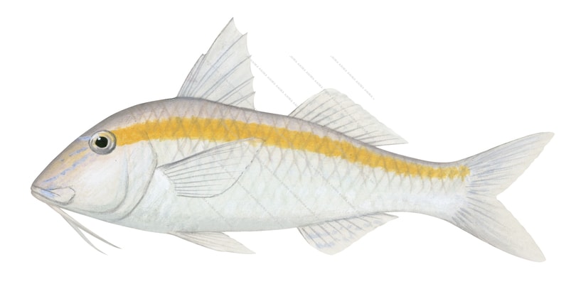 Rosy Goatfish,Parupeneus chrysopleuron,Roger Swainston,Animafish