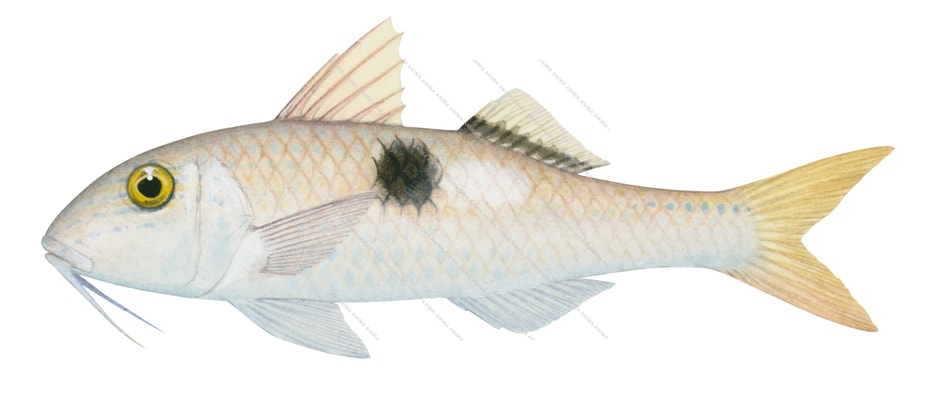 Sidespot Goatfish2,Parupeneus pleurostigma,Roger Swainston,Animafish