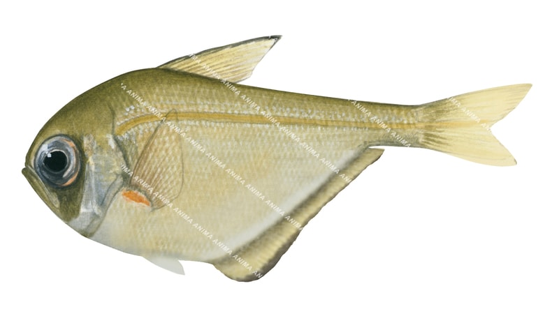 Smallscale Bullseye,Pempheris compressa,Scientific illustration by Roger Swainston, Animafish