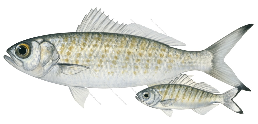 Australian Herring,Adult and Juvenile,Arripis georgianus,Scientific illustration by Roger Swainston,Animafish