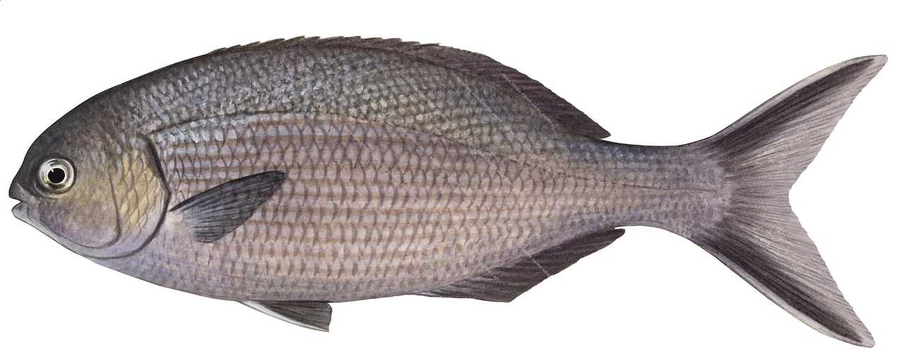 Western Buffalo Bream,Kyphosus cornelii,Roger Swainston,Animafish