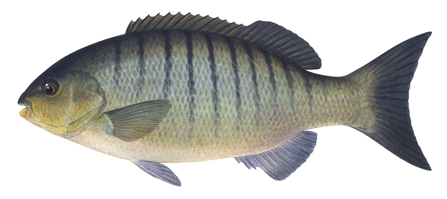 Luderick1,Girella tricuspidata,Roger Swainston,Animafish