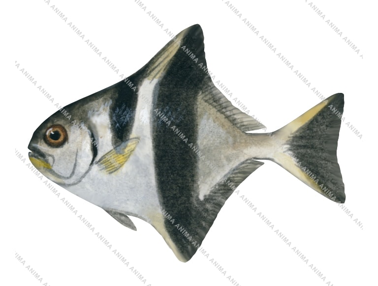 Banded Sweepjuv,Scorpis georgianus,Roger Swainston,Animafish