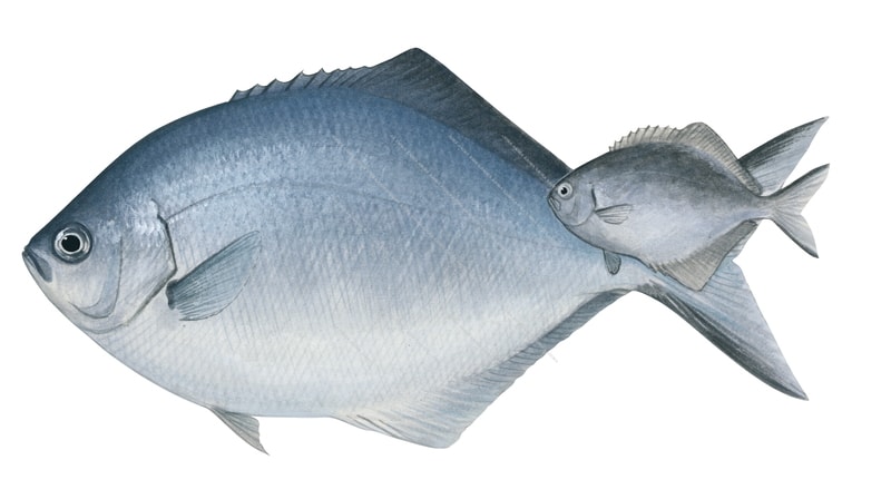 Adult and Juvenile Silver Sweep,Scorpis lineolata,Roger Swainston,Animafish