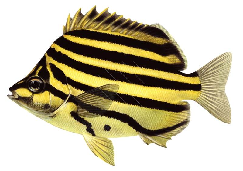 Stripey3,Microcanthus strigatus,Roger Swainston,Animafish