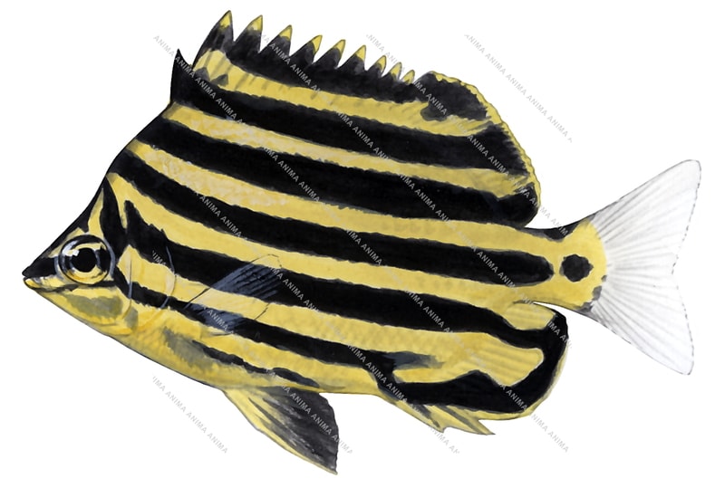 Stripey-2,Microcanthus strigatus,Roger Swainston,Animafish