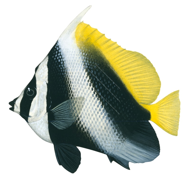 Singular Bannerfish,Heniochus singularius,Roger Swainston,Animafish