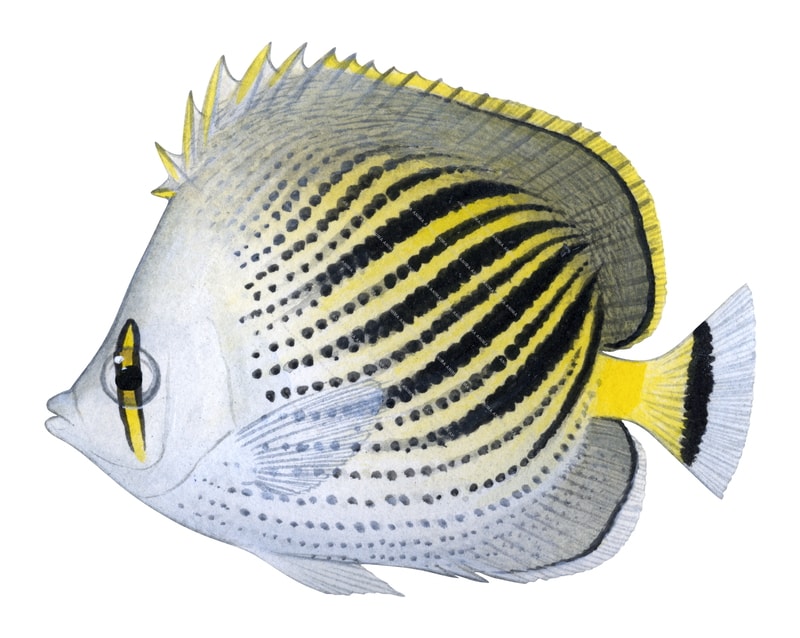 Dot-and-dash Butterflyfish,Chaetodon pelewensis,Roger Swainston,Animafish