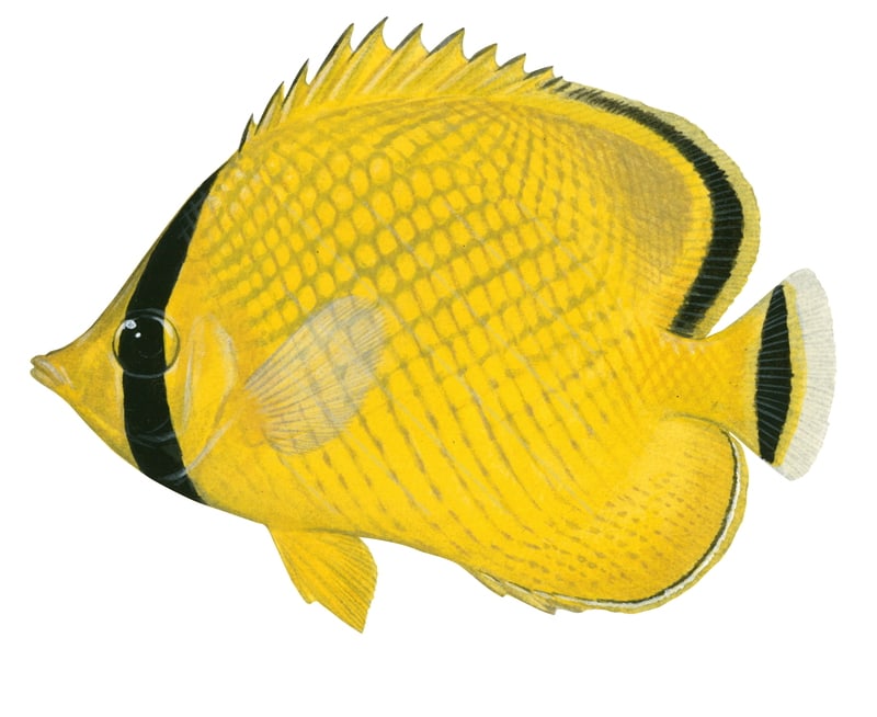 Lattice Butterflyfish,Chaetodon rafflesi,Roger Swainston,Animafish