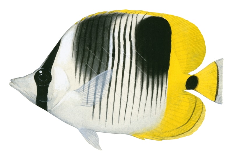 Doublesaddle Butterflyfish,Chaetodon ulietensis,Roger Swainston,Animafish