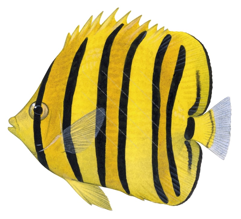 Eightband Butterflyfish,Chaetodon octofasciatus,Roger Swainston,Animafish