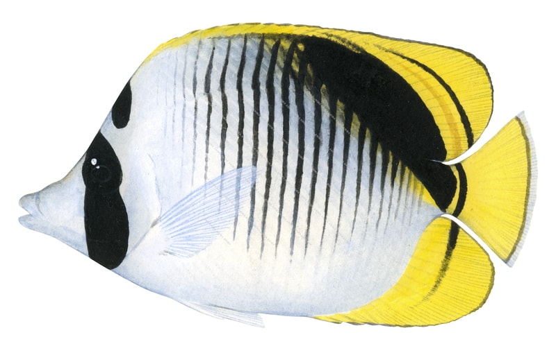 Spotnape Butterflyfish,Chaetodon oxycephalus,Roger Swainston,Animafish