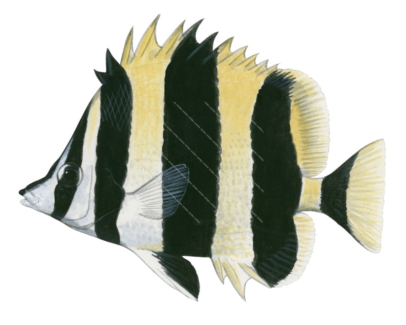 Lord Howe Butterflyfish,Amphichaetodon howensis,Roger Swainston,Animafish