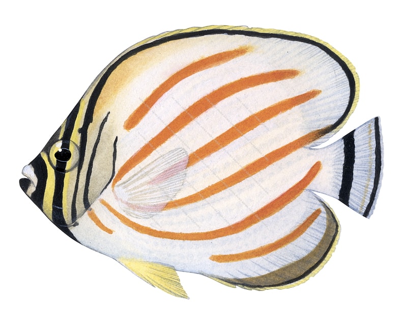 Ornate Butterflyfish,Chaetodon ornatissimus,Roger Swainston,Animafish