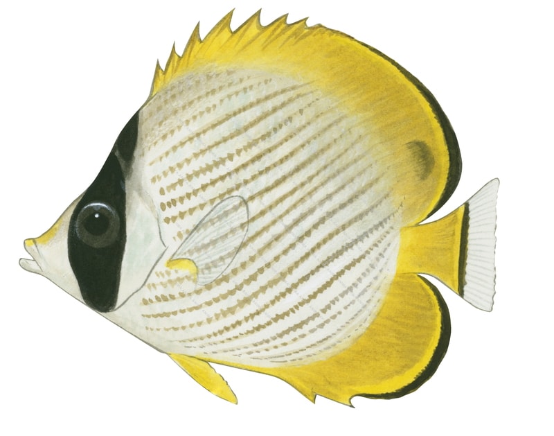 Philippine Butterflyfish,Chaetodon adiergastos,Roger Swainston,Animafish