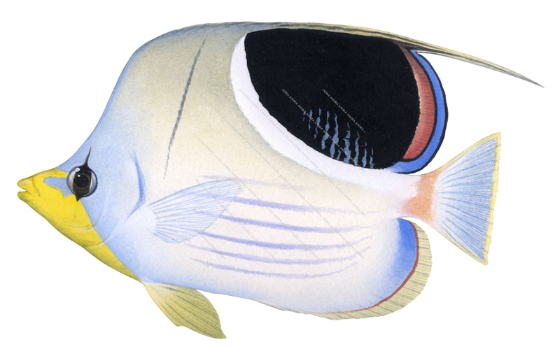 Saddle Butterflyfish-2,Chaetodon ephippium,Roger Swainston,Animafish