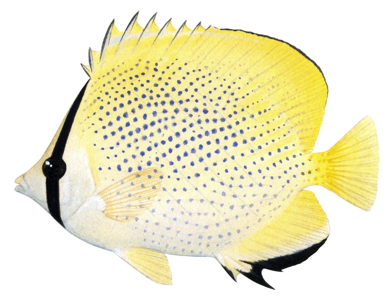 Speckled Butterflyfish,Chaetodon citrinellus,Roger Swainston,Animafish