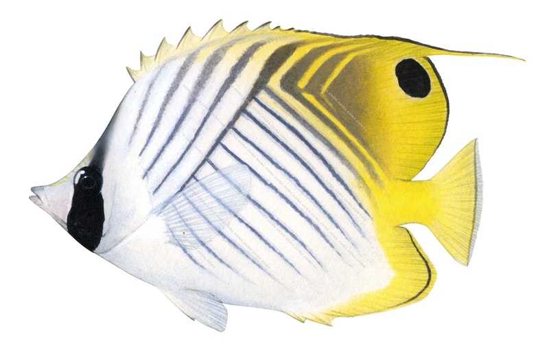 Threadfin Butterflyfish2,Chaetodon auriga,Roger Swainston,Animafish