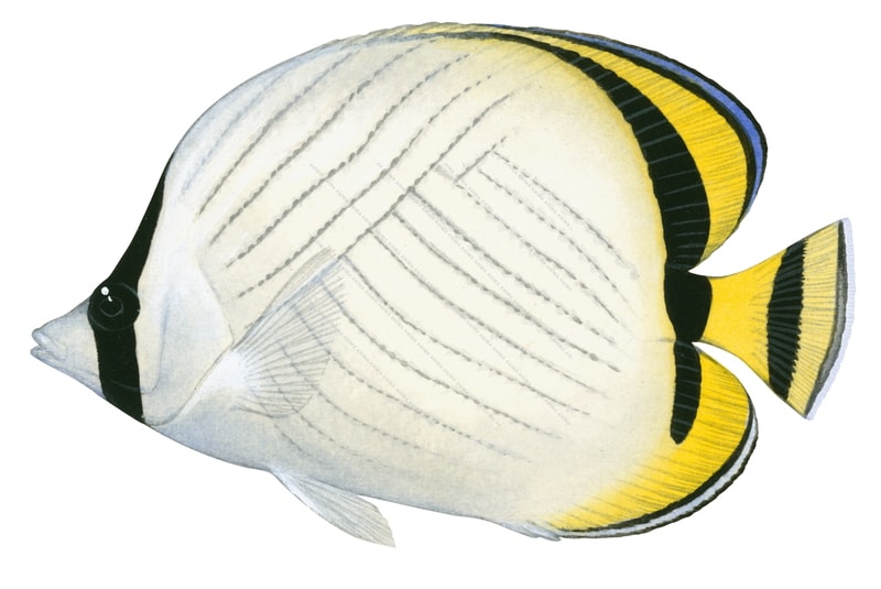 Vagabond Butterflyfish,Chaetodon vagabundus,Roger Swainston,Animafish